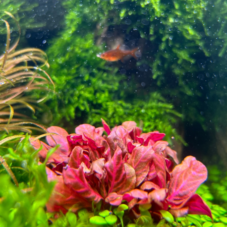 Alternanthera Splendida