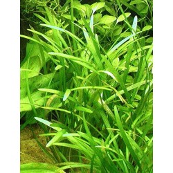 Sagittaria subulata 2