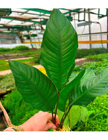 Anubias matečný