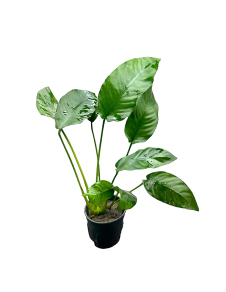 Anubias matečný