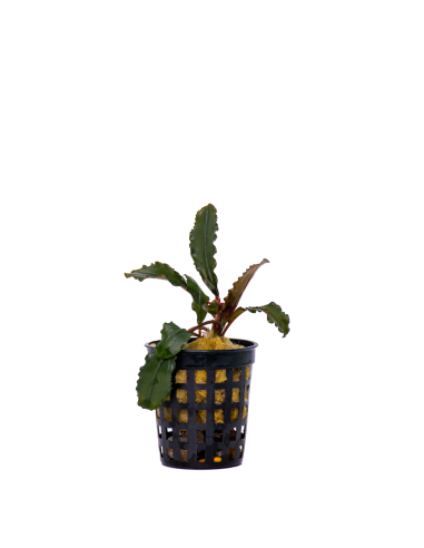 Bucephalandra Green Jade