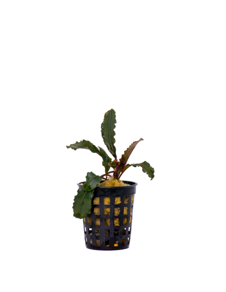Bucephalandra Green Jade