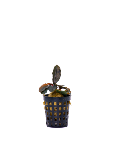 Bucephalandra Melawi