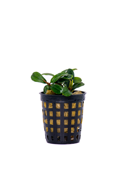 Bucephalandra Brownie Phoenix