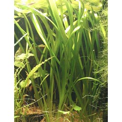 Vallisneria neotropicalis 2