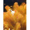 Rotala wallichii