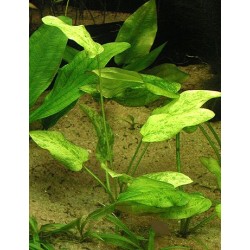 Echinodorus Marble Queen 2