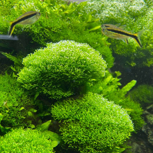 Riccia fluitans
