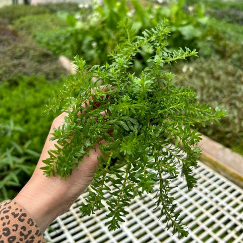 Rotala Nanjenshan