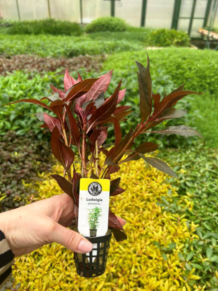 Ludwigia peruensis