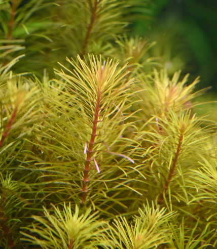 Rotala Nanjenshan
