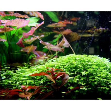 Hydrocotyle tripartita Japonsko