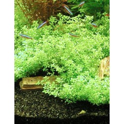 Hemianthus micranthemoides 2