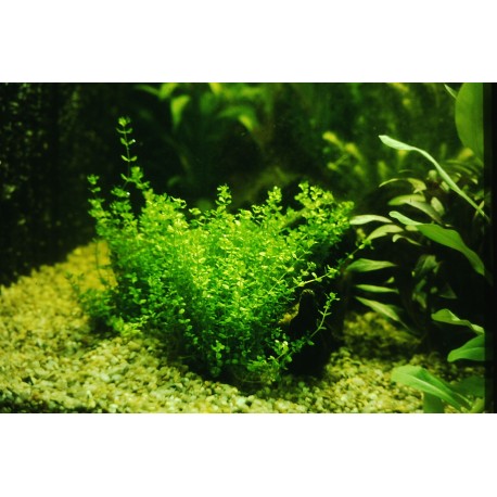 Hemianthus micranthemoides