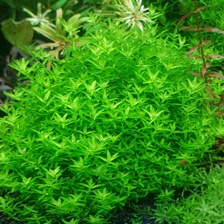 Hemianthus micranthemoides
