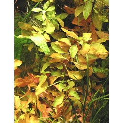 Ludwigia repens 2