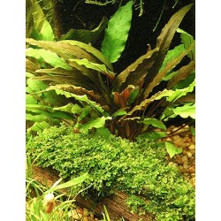 Cryptocoryne axelrodii 2