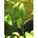 Cryptocoryne lucens