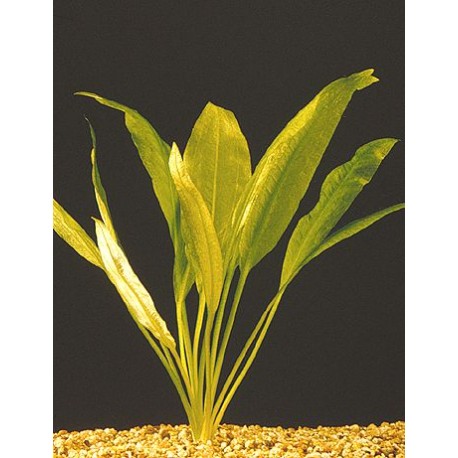 Echinodorus bleherae