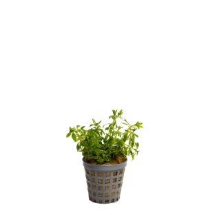 Limnophila sp. Mini Vietnam