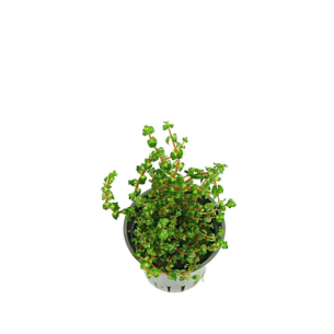 Rotala sp. perla