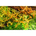 Ludwigia brevipes širokolistá