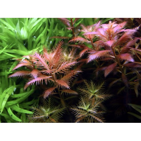 Proserpinaca palustris