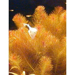 Rotala wallichii 2