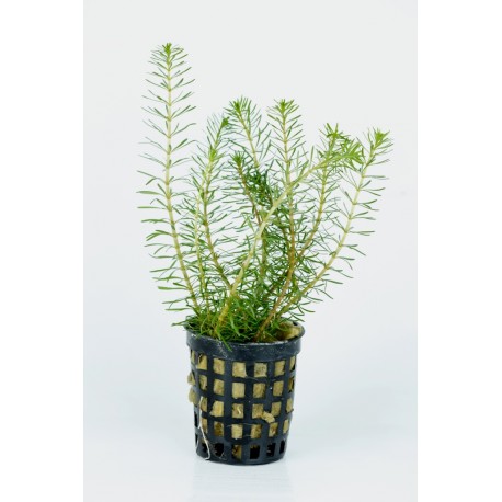 Rotala wallichii
