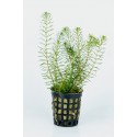 Rotala wallichii