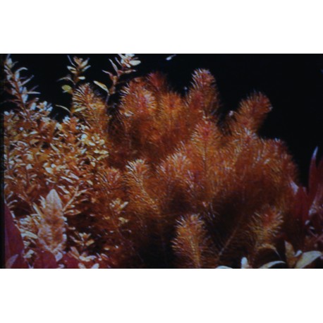 Rotala wallichii