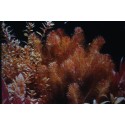 Rotala wallichii