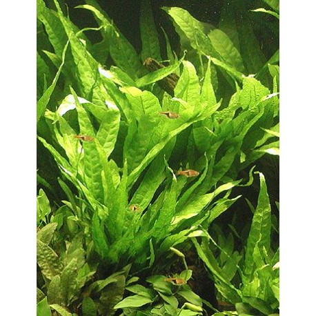 Microsorium pteropus