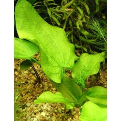 Echinodorus rubromaculatus 2