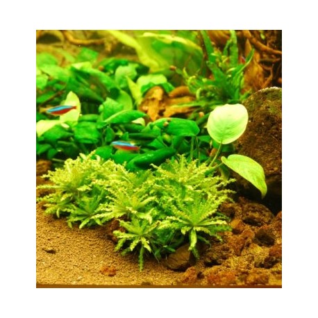 Pogostemon helferi