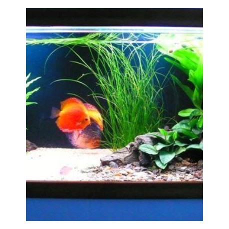 Vallisneria nana