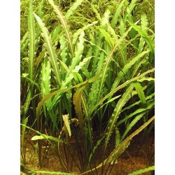 Cryptocoryne mix 2