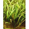 Cryptocoryne mix