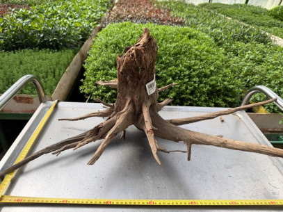 koren-curl-wood-xl-1