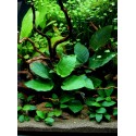 Anubias maternal