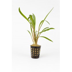 Cryptocoryne albida
