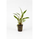 Cryptocoryne lucens