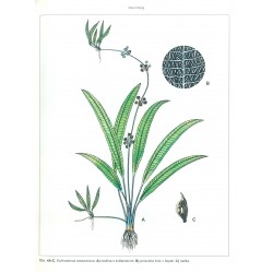Echinodorus amazonicus 2