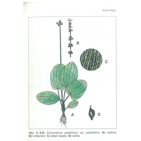 Echinodorus palaefolius
