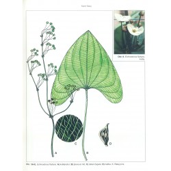 Echinodorus fluitans 2