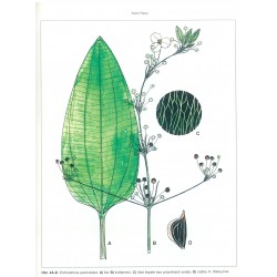 Echinodorus paniculatus 2