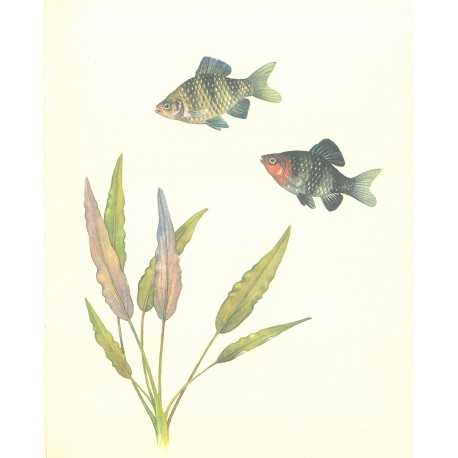 Cryptocoryne petchii