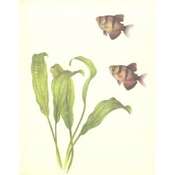 Echinodorus horemani 2