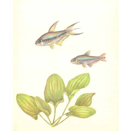 Echinodorus macrophyllus