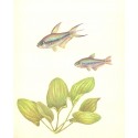 Echinodorus macrophyllus